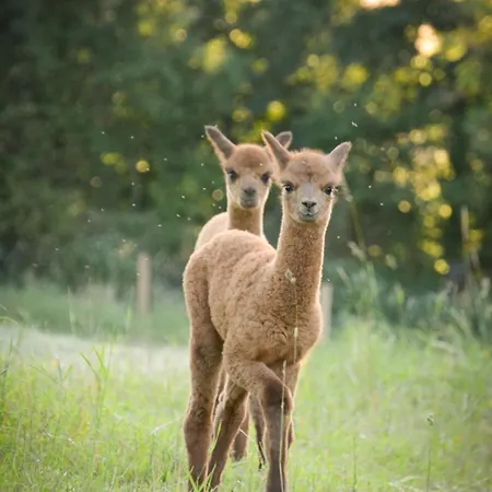 Paco Familienferien Mit Sauna Und Kamin Апартаменты