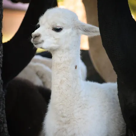 Paco Familienferien Mit Sauna Und Kamin * Blaufelden