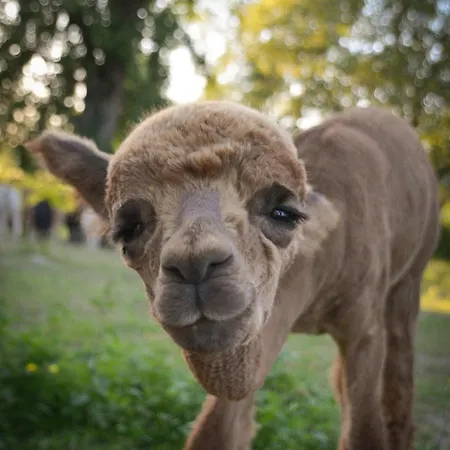 Paco Familienferien Mit Sauna Und Kamin Apartamento *
